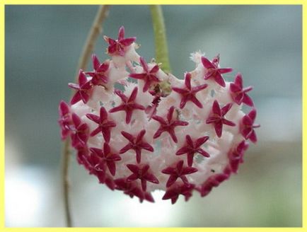 Curly plante pentru numele de origine și fotografii - proprietar