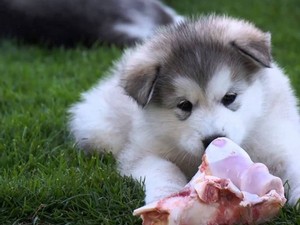 Caracteristicile catelusilor malamute