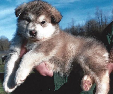 Caracteristicile catelusilor malamute