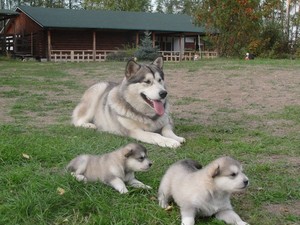 Caracteristicile catelusilor malamute