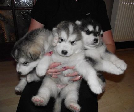 Caracteristicile catelusilor malamute