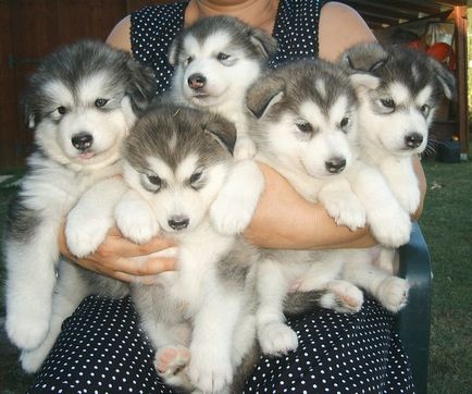 Caracteristicile catelusilor malamute