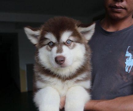 Caracteristicile catelusilor malamute