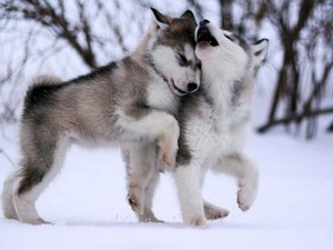 Caracteristicile catelusilor malamute