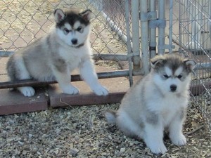 Caracteristicile catelusilor malamute