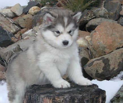 Caracteristicile catelusilor malamute