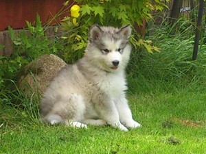 Caracteristicile catelusilor malamute