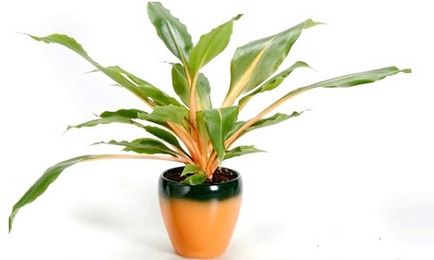 Chlorophytum narancs otthoni gondozást
