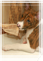 Vreau un catelus basenji!