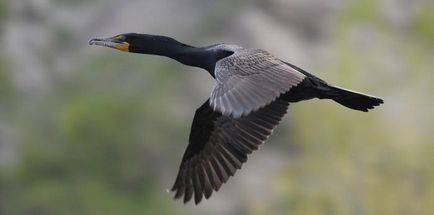 Crested Cormorant fotografie, descriere, stil de viață
