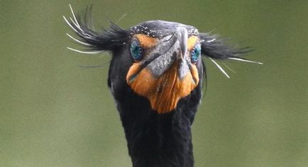 Cormorant cored fotografie, descriere, stil de viață