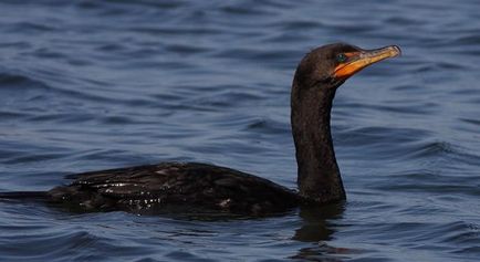 Cormorant cored fotografie, descriere, stil de viață