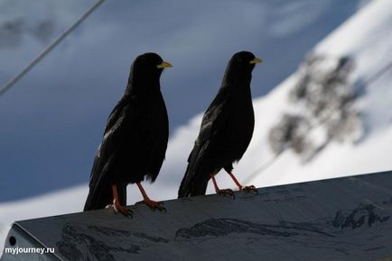 Jungfraujoch, együtt utaznak