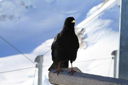 Jungfraujoch, együtt utaznak