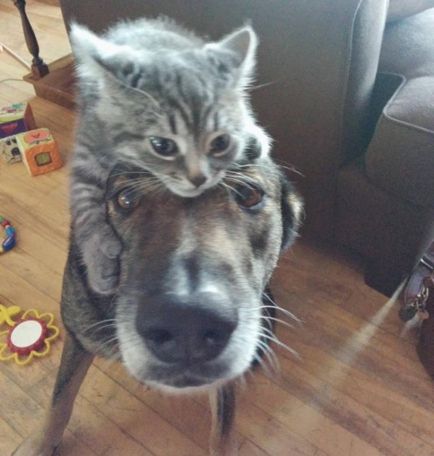 Imagini amuzante ale prieteniei câinilor și a pisicilor (17 fotografii)