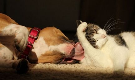 Imagini amuzante ale prieteniei câinilor și pisicilor (17 fotografii)