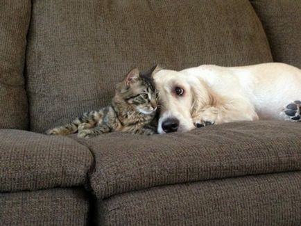 Imagini amuzante ale prieteniei câinilor și pisicilor (17 fotografii)