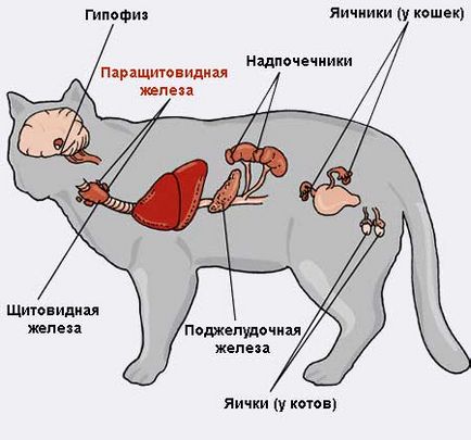Betegségei mellékpajzsmirigyei macskák
