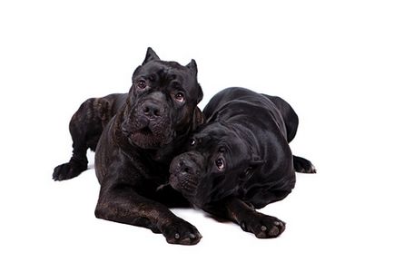 Ne ocupăm de Cane Corso - Zooinform City