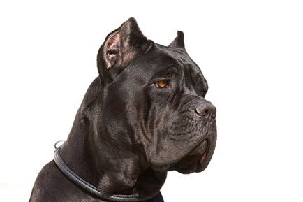 Ne ocupăm de Cane Corso - Zooinform City