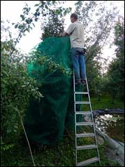 Protejarea recoltei de fructe de padure de la pasari folosind o grilă