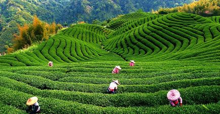Zöld tea, az előnyöket és tulajdonságait zöld tea