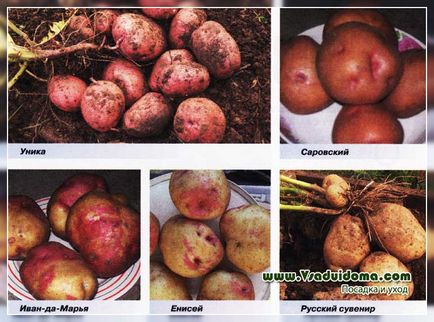 Căldură și secetă rezistent la soiuri de cartofi, site-ul despre gradina, cabana și plante de interior