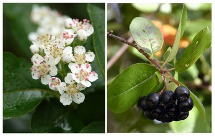 Un hedge de chokeberry negru și cenușă de munte comună