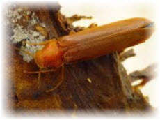Жуки деревоточці, короїди, шашелі і інші шкідники деревини