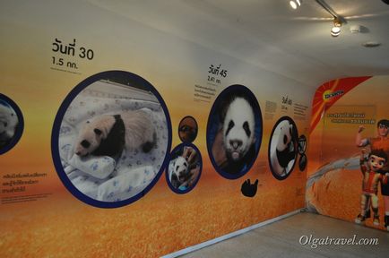 Állatkert Chiang Mai aranyos panda és sok más