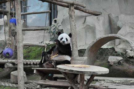 Állatkert Chiang Mai aranyos panda és sok más