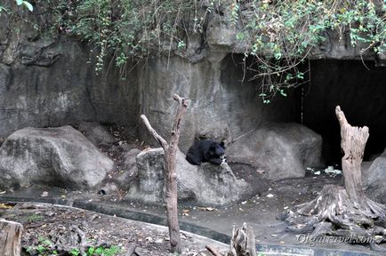 Állatkert Chiang Mai aranyos panda és sok más