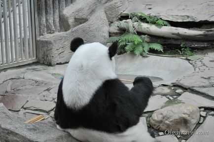 Állatkert Chiang Mai aranyos panda és sok más