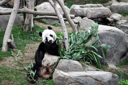 Állatkert Chiang Mai aranyos panda és sok más