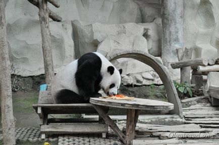 Állatkert Chiang Mai aranyos panda és sok más