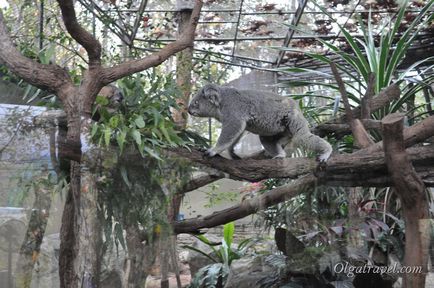 Gradina zoologica din Chiang poate panda drăguț și multe altele