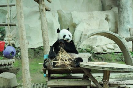 Зоопарк в Чіанг травні милі панди і безліч інших