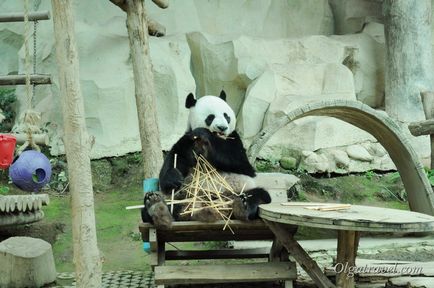 Állatkert Chiang Mai aranyos panda és sok más