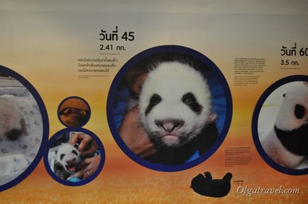 Állatkert Chiang Mai aranyos panda és sok más