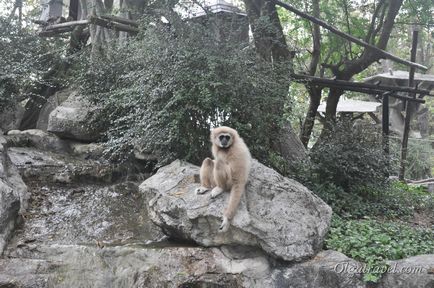 Állatkert Chiang Mai aranyos panda és sok más