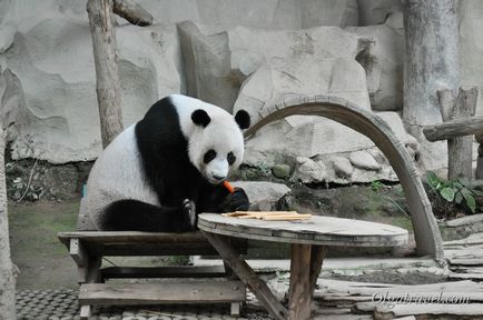 Állatkert Chiang Mai aranyos panda és sok más