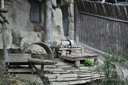 Зоопарк в Чіанг травні милі панди і безліч інших