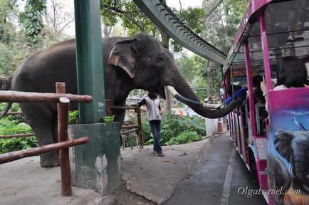 Állatkert Chiang Mai aranyos panda és sok más