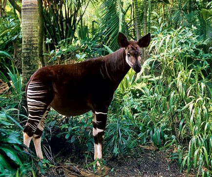 Un animal asemănător unui cal sau unei antilope, cu picioare dungate ca o zebră, locuiește în Congo în