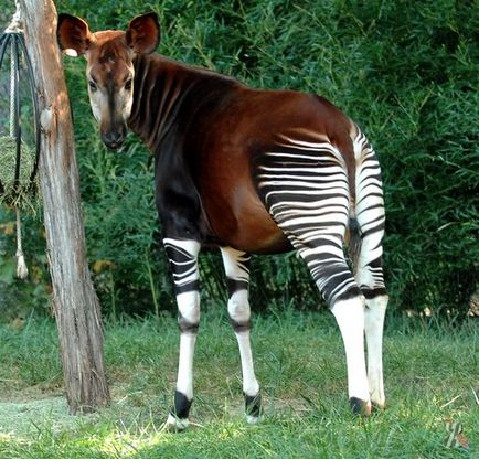 A vadállat nézett ki, mint egy ló vagy egy antilop, csíkos, mint egy zebra, lábak él Kongóban és a sűrű