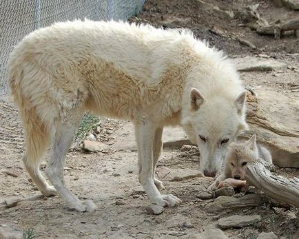 10 dintre cei mai buni părinți din lumea animalelor - Digest de mediu