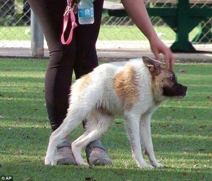 10 Povestiri despre salvarea animalelor (10 fotografii 2 videoclipuri)