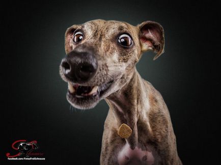 17 Фото собак, які намагаються зловити в повітрі кинуте їм частування