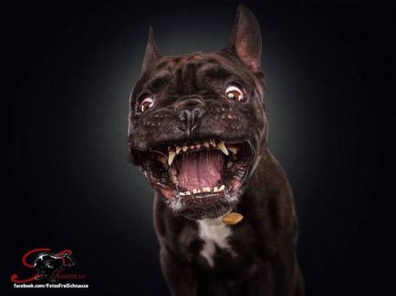 17 Фото собак, які намагаються зловити в повітрі кинуте їм частування
