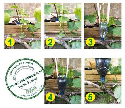 4 начини за получаване на грозде разсад, сайт на градина, вила и стайни растения